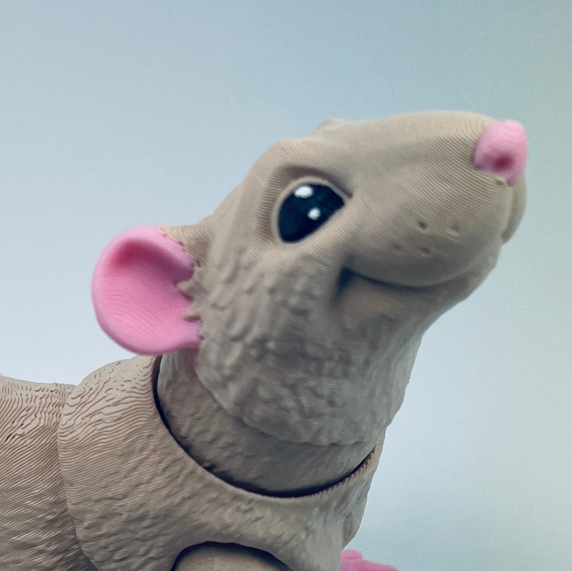 Rat