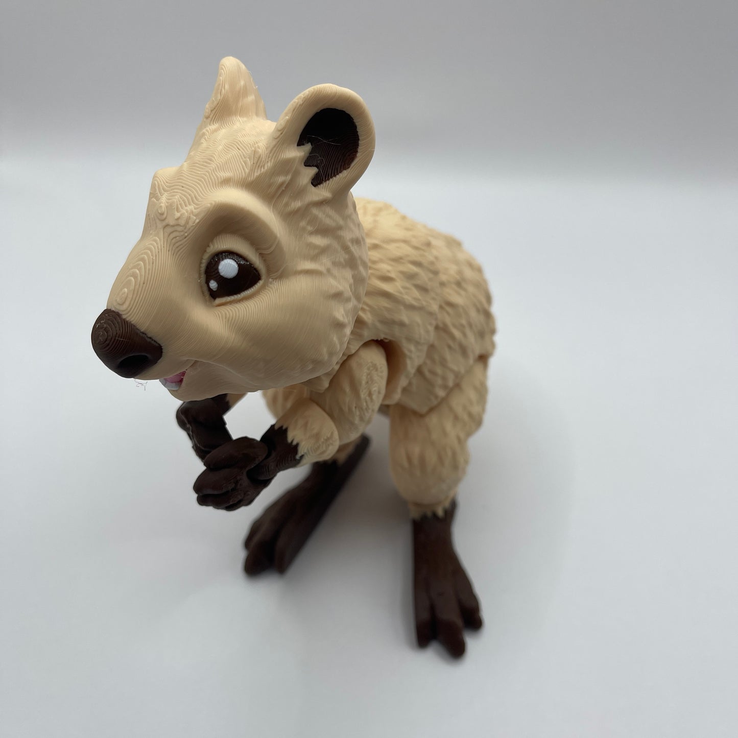 Quokka