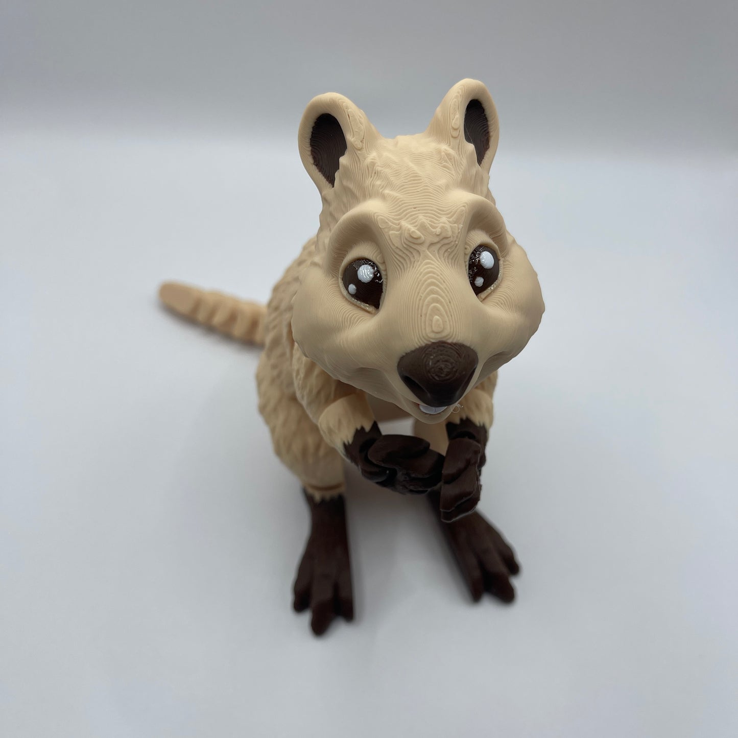 Quokka