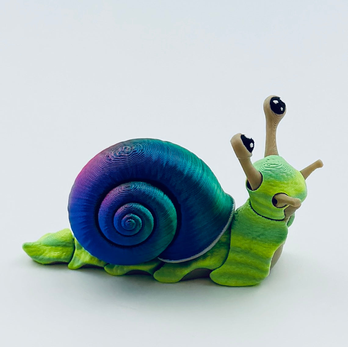 paua snail