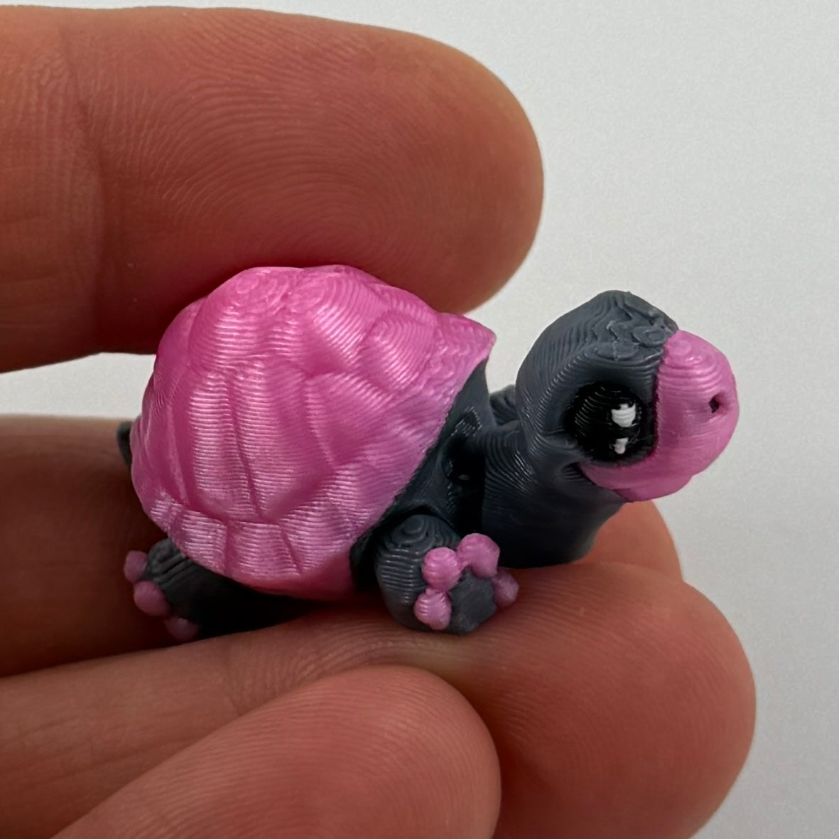 Teeny Tiny Tortoise