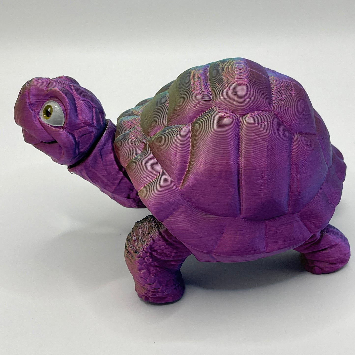 Tortoise - two styles, multiple colours