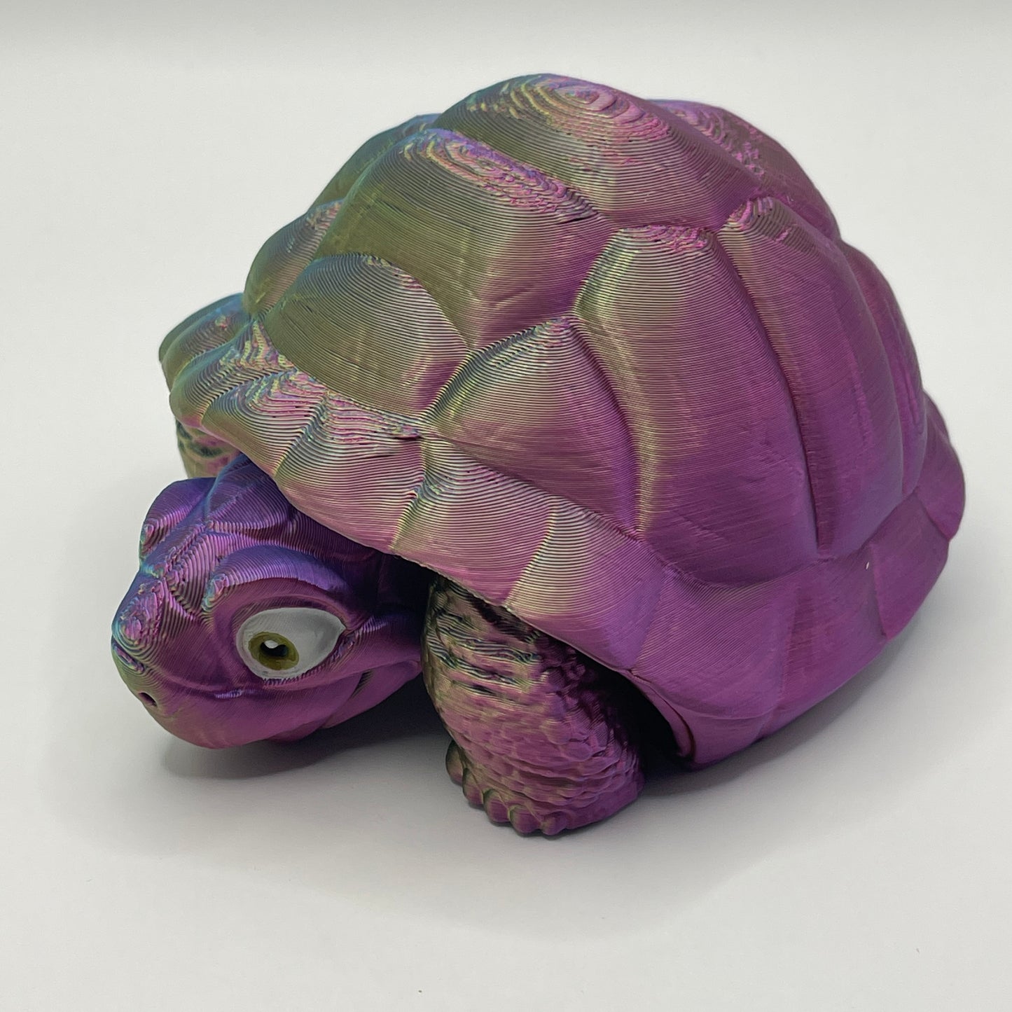 Tortoise - two styles, multiple colours